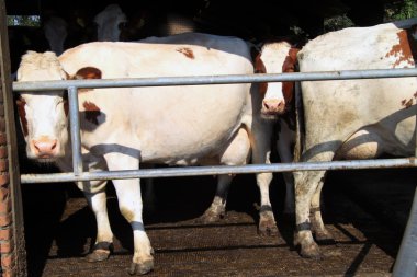 Kışın Ahırda inekler devam