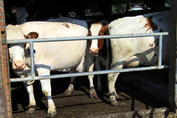 Удержание коров в стойле приводит к более высокому выбросу аммиака — стоковое фото