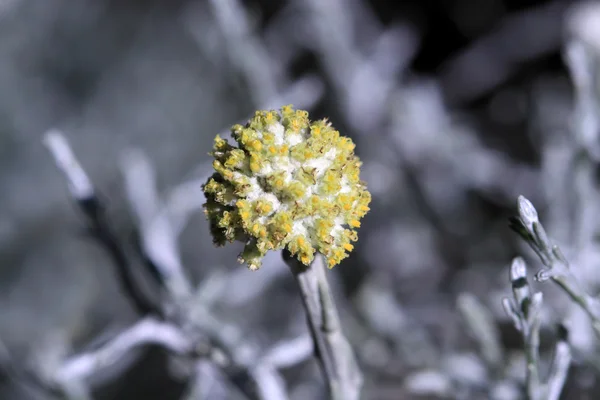 Petites fleurs jaunes de Calocephalus brownii — Photo