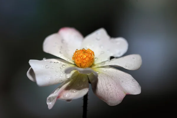Fehér Rózsa-az esőcseppek — Stock Fotó