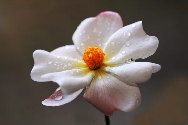 雨滴と繊細なローズ — ストック写真