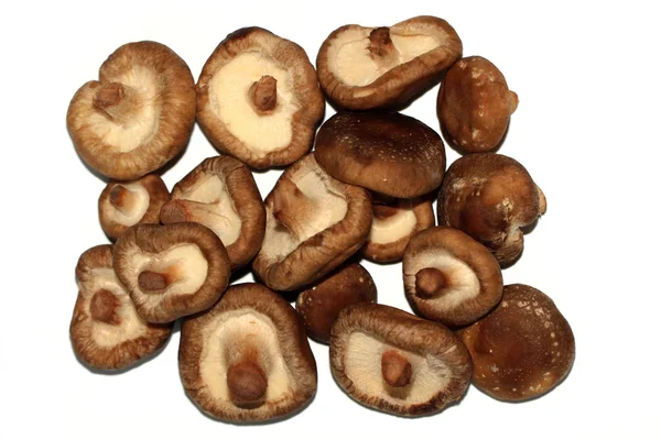 The shiitake mushrooms also known as' king of mushrooms — Stock Photo, Image