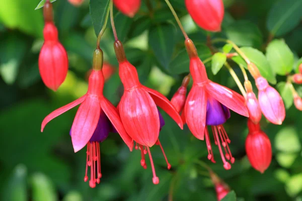 Flores fúcsia são muito populares para a floração rica — Fotografia de Stock