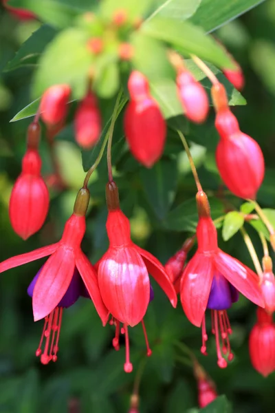 Rote Fuchsienblüten im Garten — Stockfoto