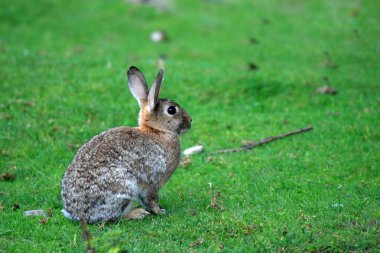 Wild rabbit in the park clipart