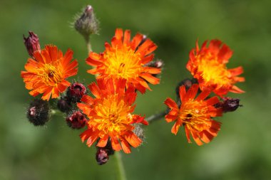 Kır çiçekleri Hieracium pilosella