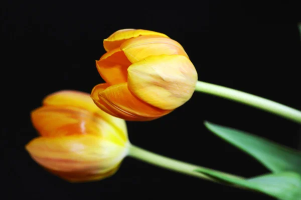 Twee gele tulpen — Stockfoto