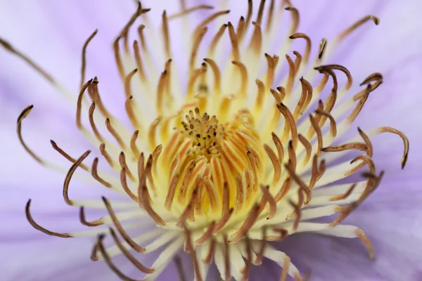 Clematis virág porzószálból — Stock Fotó