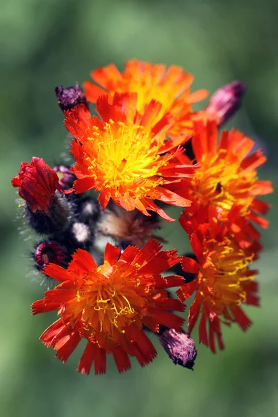 Hieracium pilosella also called as mouse-ear hawkweed — Stock Photo, Image