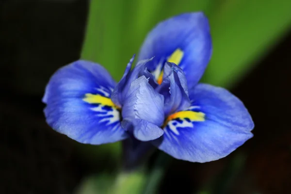 Iris nain bleu à floraison précoce — Photo