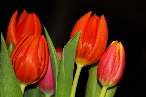 Bunch of red tulips against black background — Stock Photo, Image