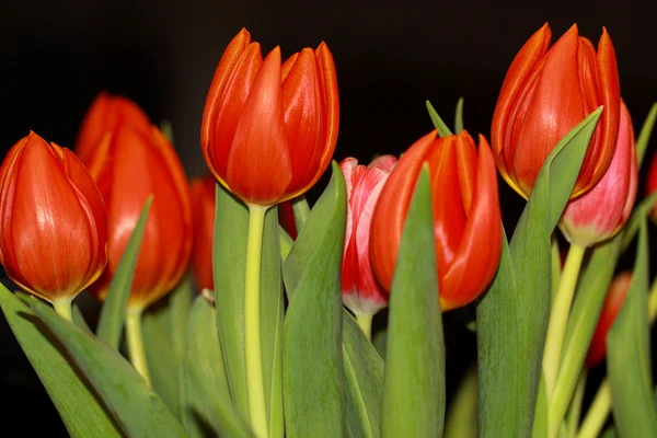 Red tulips against dark background — Stock Photo, Image