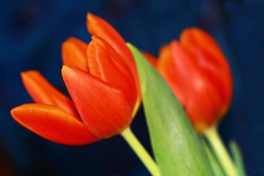 Makro fotoğraf iki Lale