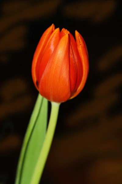 Piękny pojedynczy tulipan — Zdjęcie stockowe