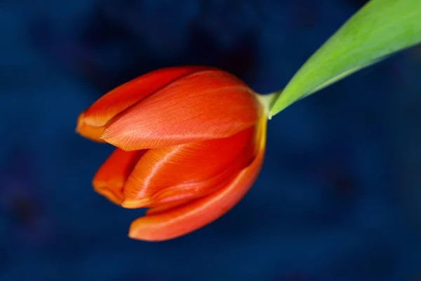 Mooie rode tulpen — Stockfoto