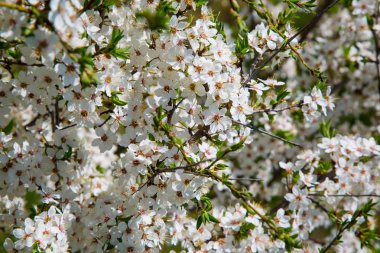 Bahar çiçekli doğa