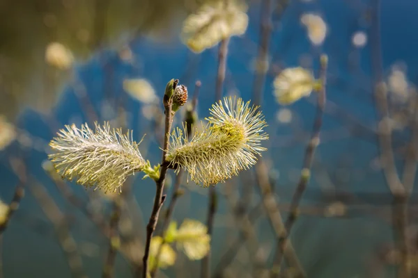 春開花の自然 — ストック写真