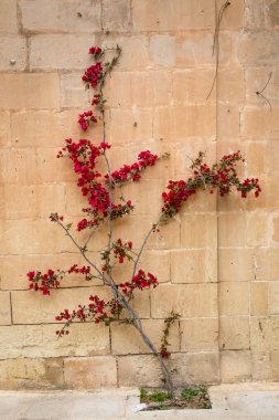 Details of the silent streets of the old town Mdina