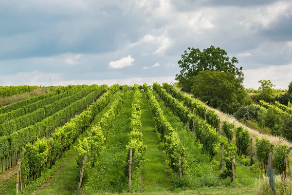 Vignoble dans la région Velke Bilovice — Photo