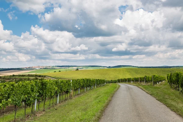 Vignoble dans la région Velke Bilovice — Photo