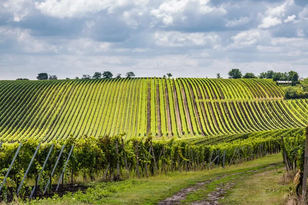 Vignoble dans la région Velke Bilovice — Photo