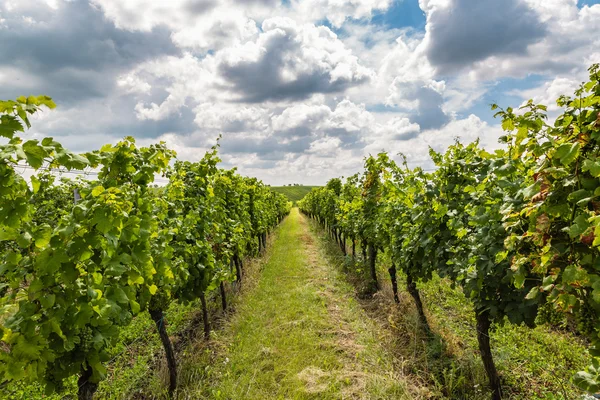 Vignoble dans la région Velke Bilovice — Photo