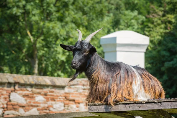 Keçi Kalesi Schloss Hof, Avusturya adlı bir emlak çiftlikte — Stok fotoğraf