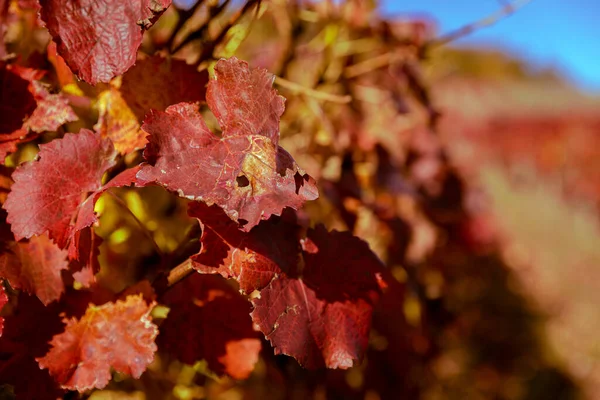 Jesień Pełna Kolorów Stara Winnica Wzgórza Nad Miastem Pezinok Słowacji — Zdjęcie stockowe