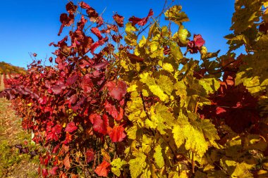Renklerle dolu bir sonbahar. Eski üzüm bağı. Slovakya 'nın Pezinok kasabasının üzerindeki tepeler.