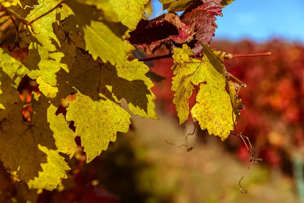Jesień Pełna Kolorów Stara Winnica Wzgórza Nad Miastem Pezinok Słowacji — Zdjęcie stockowe