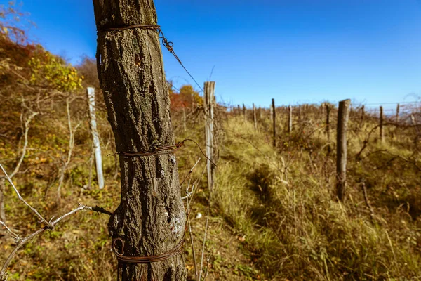 Automne Plein Couleurs Vieux Vignoble Collines Dessus Ville Pezinok Slovaquie — Photo