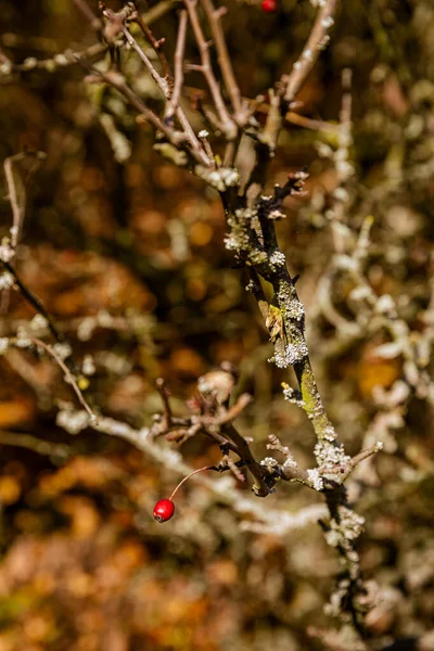 Rosehips Blackthorns Buah Musim Gugur Alam Bukit Atas Kota Pezinok — Stok Foto