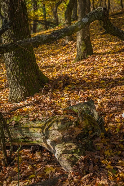 Őszi Színek Erdőben Kis Kárpátokban Hills Felett Város Pezinok Szlovákia — Stock Fotó