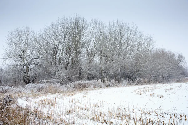 Primera nieve —  Fotos de Stock