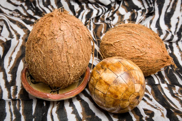 Afrikaanse kokosnoot — Stockfoto