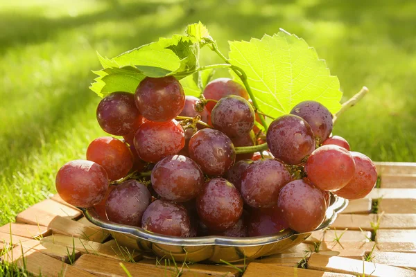 Winogrona w ogrodzie — Zdjęcie stockowe