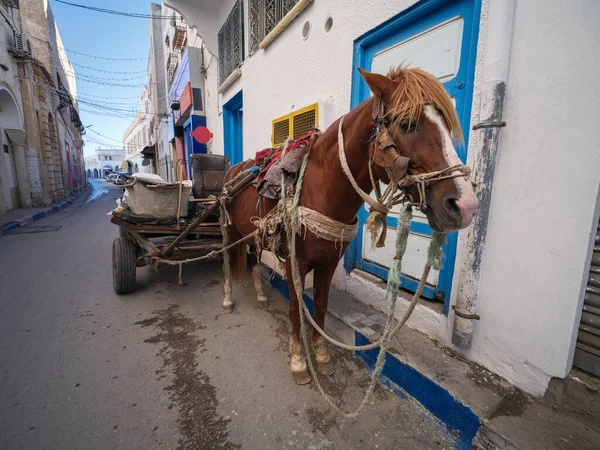 Kairouan, Tunus - 24 Aralık 2025: UNESCO tarafından listelenen Kairouan dar sokaklarında güneşli bir yürüyüş. Tarihi mimari ve canlı mavi kapılar Tunus 'un ruhani kalbinin özgün ruhunu ve ebedi cazibesini yansıtıyor.