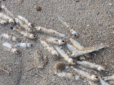 Hergla köyü yakınlarındaki Sebkhet Halk el Menjel sahillerinde çok sayıda ölü balığın kıyıya vurduğu kasvetli bir manzara. Yumuşak, bulutlu bir kış gökyüzü altında yakalanan bu güçlü görüntü Tunisi 'deki bir çevresel krizi belgeliyor.