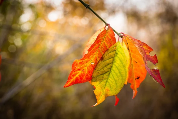 Feuille peinte fin automne — Photo