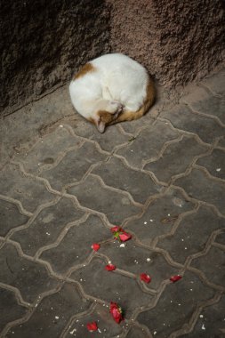 Kedi tatlı rüyalar