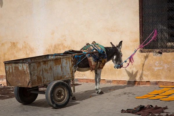 Donk Marakeş bekliyor