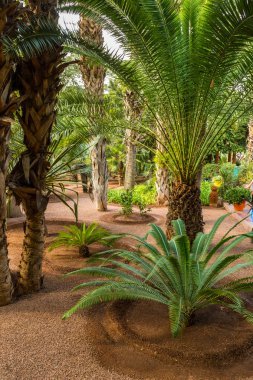 Jardin Majorelle Marakeş'te
