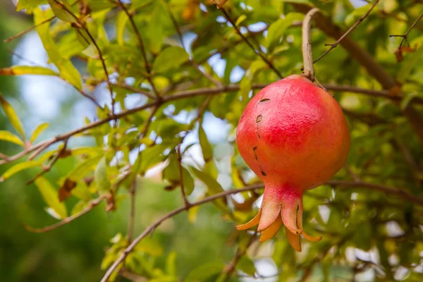 Jardin Majorelle in Marrakesh - pomegranate — Stock Photo, Image