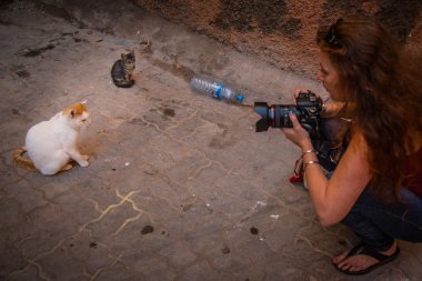 Kediler Marrakesh parçasıdır
