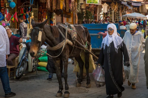 Donkey at the Marrakesh street — Stock Photo, Image