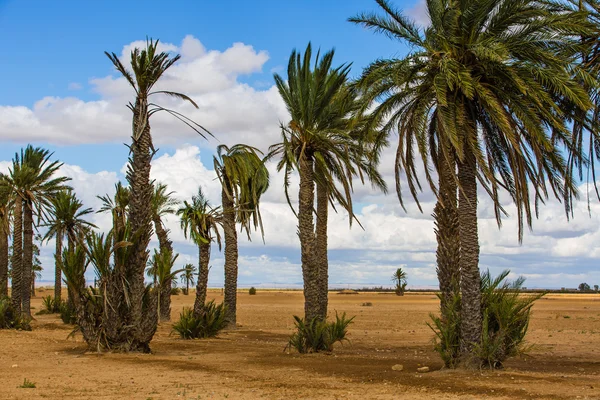 Palmiers dans le sol autour de Marrakech — Photo