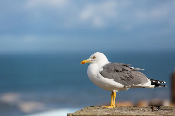 Seagul a Essaouira, Marocco — Foto Stock