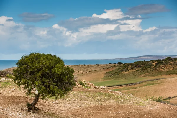 Árbol de argán en Marruecos — Foto de Stock