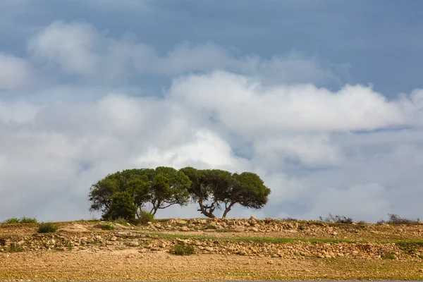 モロッコのアルガンの木 — ストック写真