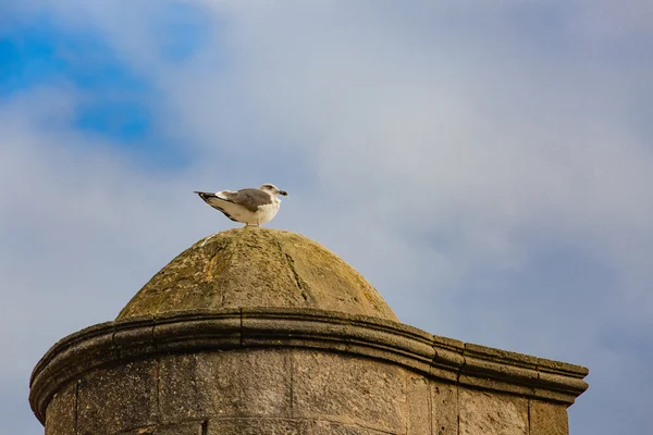 Möwe auf dem Dach — Stockfoto